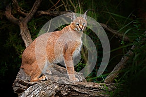 Caracal, African lynx, on the tree vegetation. Beautiful wild cat in nature habitat, Botswana, South Africa.Wildlife scene from