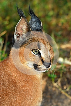 Caracal - African wild cat photo