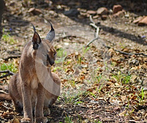 Caracal also know as African golden Cat