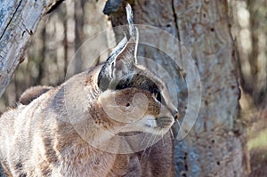 Caracal