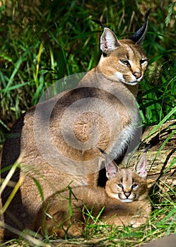 Caracal with baby photo