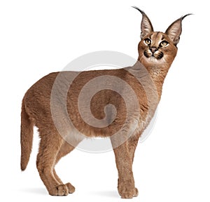 Caracal, Caracal caracal photo