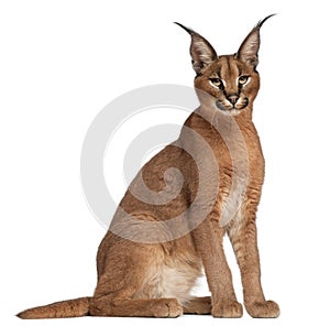 Caracal, Caracal caracal, 6 months old photo