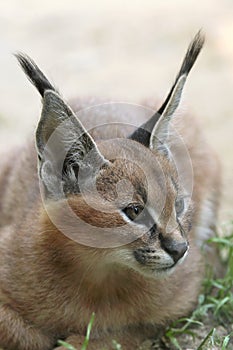 Caracal (Caracal caracal) kitten.