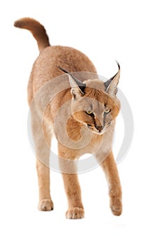 Caracal cat