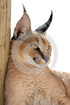 Caracal cat photo
