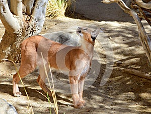 Caracal Cat Posing Under The Shade