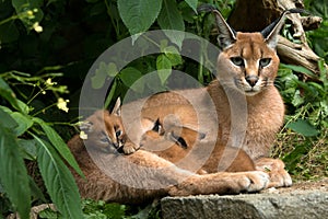 Caracal - cat with three kittens