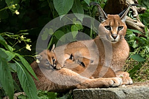 Caracal - cat with three kittens photo