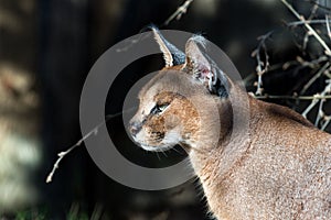 Caracal