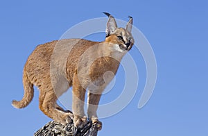 Caracal on dead log, South Africa photo