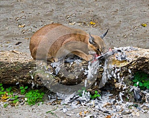 Caracal a desert lynx eating its hunted bird prey on a tree trunk with feathers all over the place a wildlife portrait of a big photo