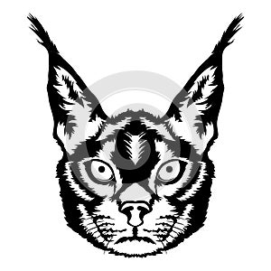 Caracal face vector iilustration in hand drawn style