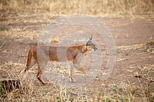 Caracal (Felis caracal) photo