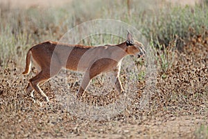 Caracal in natural habitat - Kalahari desert photo