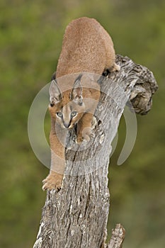 Caracal (Felis caracal) walking down tree South Africa photo