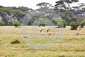 Caracal And Gazelles photo