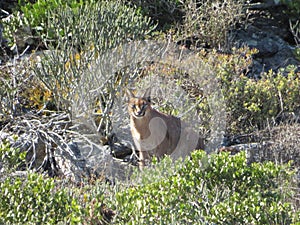 Caracal hiding in the fynbos in West Coast National Park