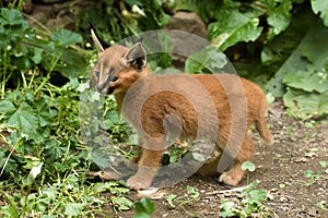 Caracal - kitten photo