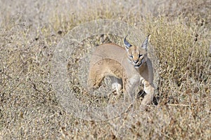 Caracal looking for prey