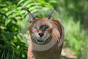 Caracal lynx photo