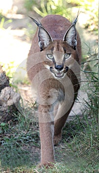 Caracal or Lynx Portrait photo