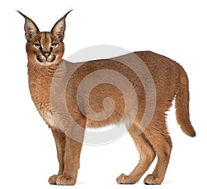 Caracal, Caracal caracal, 6 months old