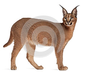 Caracal, Caracal caracal, 6 months old photo