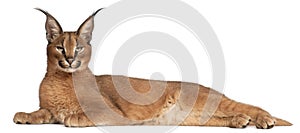 Caracal, Caracal caracal, 6 months old