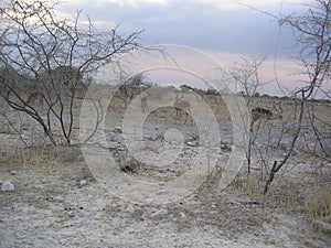 Caracal on the open plain passing by a herd of springboks, Etosha national Park, Namibia