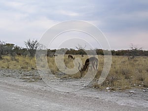 Caracal on the open plain passing by a herd of springboks, Etosha national Park, Namibia
