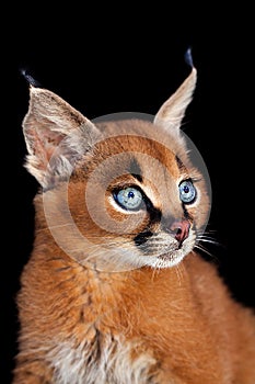 Caracal Profile photo