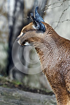 Caracal. Side view