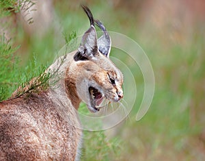 Caracal snarling