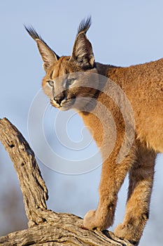 Caracal, South Africa photo