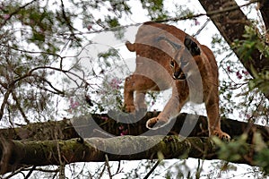 Caracal in tree 2