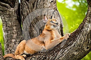 Caracal in tree. photo
