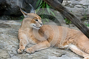 Caracal - wild cat photo
