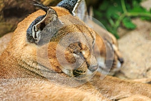 Caracal Wild Cats