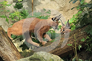 Caracals