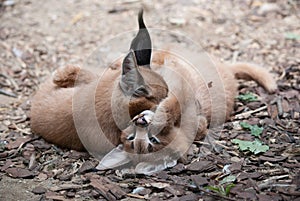 Caracals