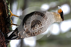 Caracara