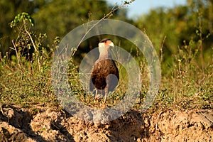 Caracara bird on Rio Cuiaba riverbank, Pantanal photo