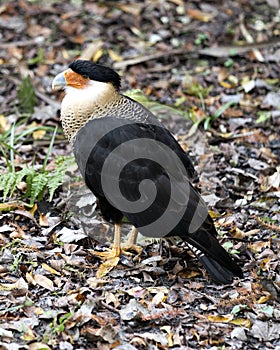 Caracara bird stock photos.  Caracara bird close-up profile view with foliage background