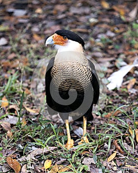 Caracara bird stock photos.  Caracara bird close-up profile view with foliage background