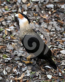 Caracara bird stock photos.  Caracara bird close-up profile view with foliage background