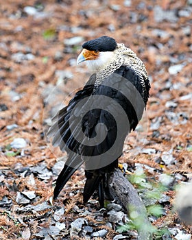 Caracara bird stock photos.  Caracara bird close-up profile view with foliage background. Fluffy wings. Buffy wings. Portrait.