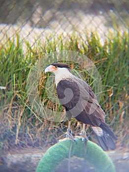 caracara bird in a zoo