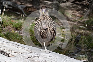 caracara birg in national park patagonia