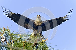 Caracara cheriway, northern crested caracara